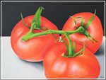 Three Tomatoes - Oil on Gessoboard - size: 9”x12”